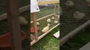 Летний выгул/летнее содержание и выращивание цыплят, утят, гусят