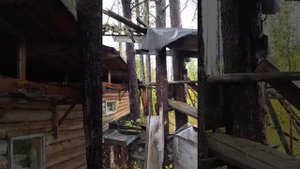 Таёжная дробилка кедровых шишек.