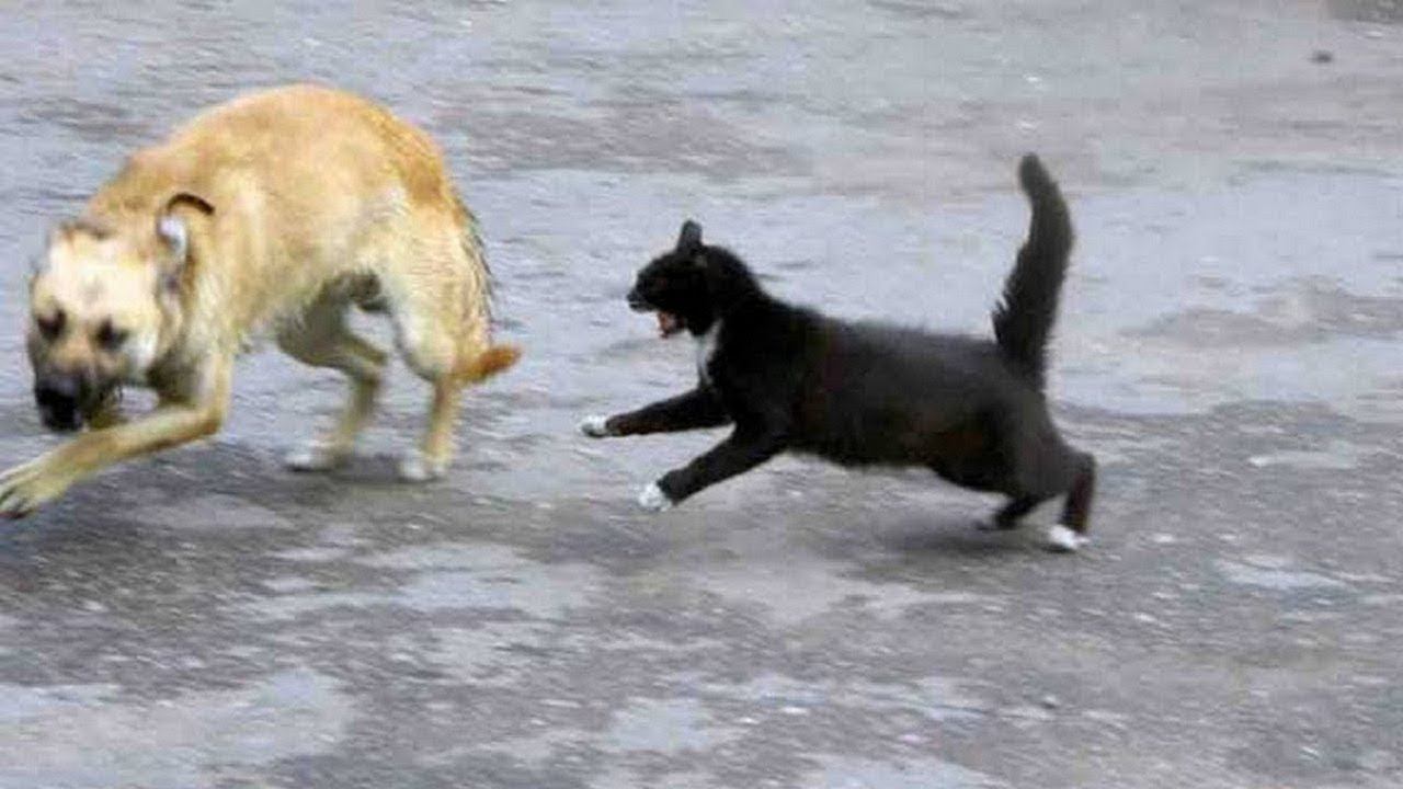 Фото кот дерется с собакой