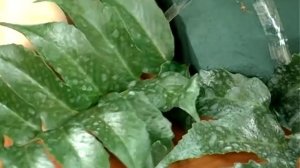 Гербера.Как вырастить и что с ней делать. ЗН