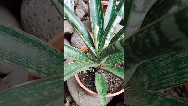 Soon To Bloom: Sansevieria canaliculata and Sansevieria hybrid ‘Crocodile Rock’ #sansevieria