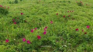 Mountain peonies in the Tien Shan mountains.mp4