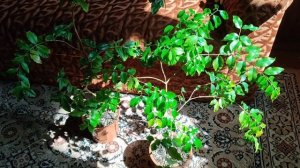 Джаботикаба, Жаботикаба, часть 2, лето 2021 год, обзор, выращивание. Jaboticaba, Plinia.