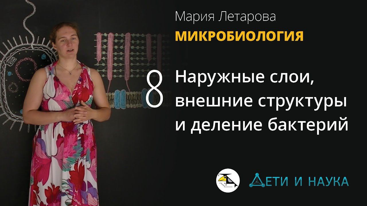 8. Наружные слои, внешние структуры и деление бактерий. Микробиология 10 - 11 класс