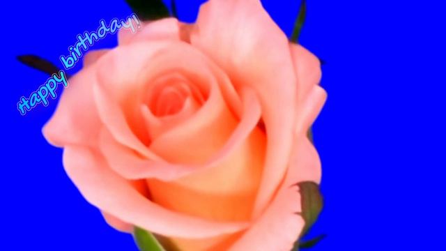 DEAR AMINA! HAPPY BIRTHDAY! 18 июня 2023 г. смотреть онлайн