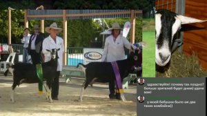 Идеал МОЛОЧНОЙ породы коз Зоя козовод Про. Прокудова