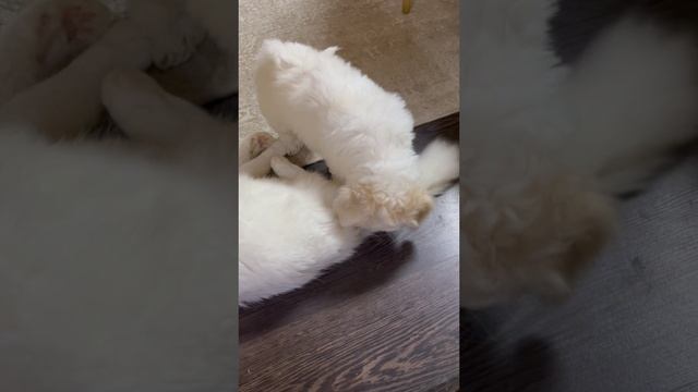 Очень злая собака? учиться драться!