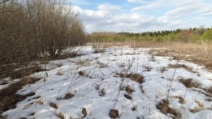 Мое первое серебро. Коп с металлоискателем TX 850