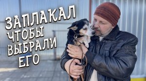 Спасение животных_ Как выбрать собачку из приюта