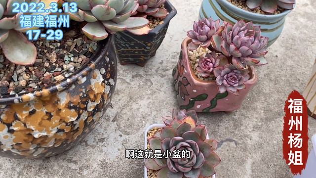 福州杨姐：养多肉人必备的一款单品赫拉，颜值高又好养，发现有两个基因品相