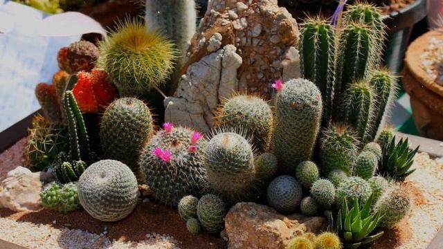 Как Выращивать Кактус Дома смотреть онлайн