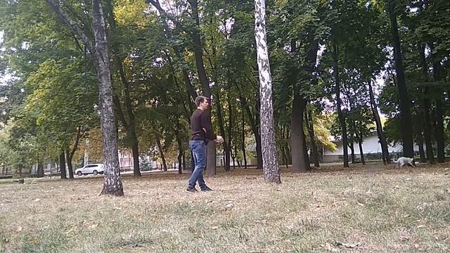 Дворняжка Джесси команда Обход| Дрессировка собак| Воспитание собак смотреть онлайн