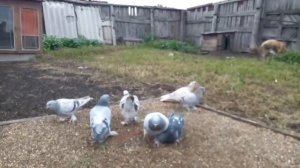 Турецкие голуби Такла 2023г.октябрь. Друзья по поводу продажи голубей!!!