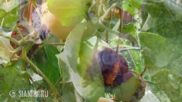 Как избавится от плодожорки