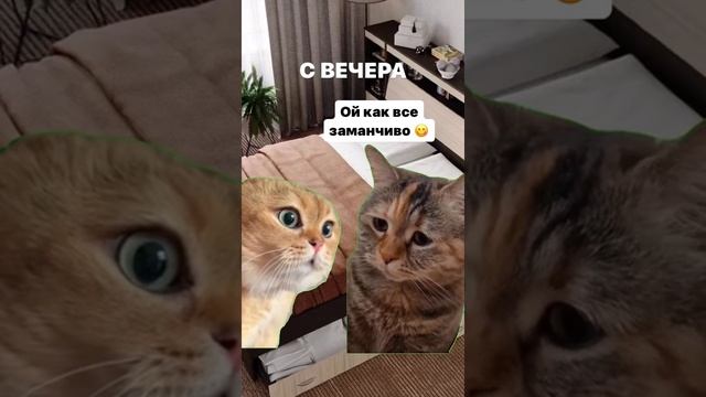 Заманчиво #котэ