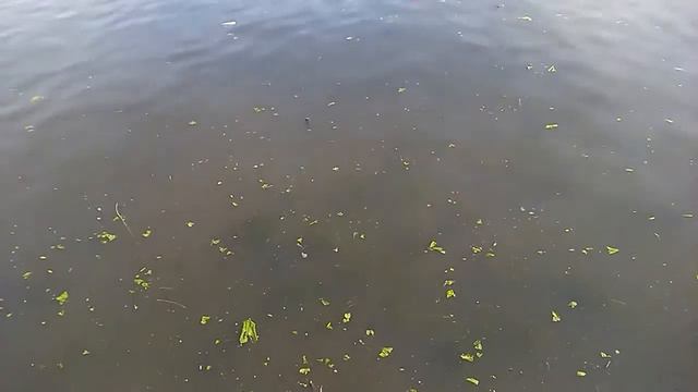 Лещ нерестится в Москве реке