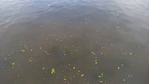 Лещ нерестится в Москве реке