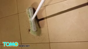 Сотни паучат выползают из брюха мамы паучихи