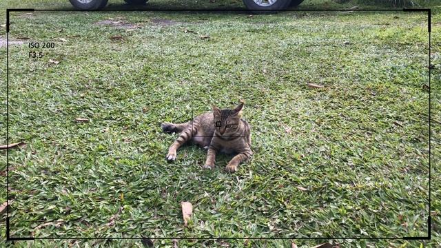 olympus mju-i | kodak portra 400 (35mm film photography) смотреть онлайн