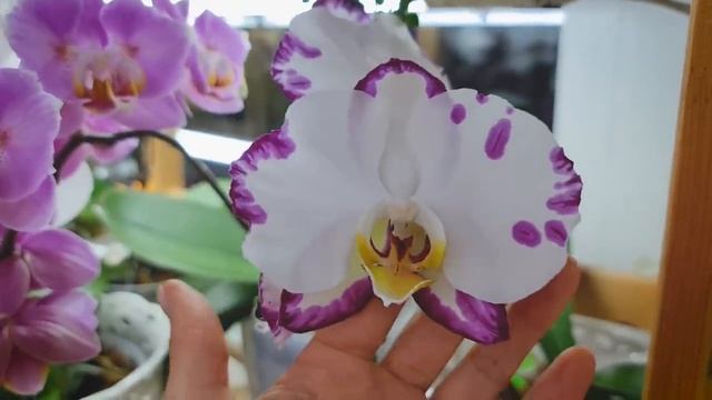 Потрясающие каскады моих орхидей на балконе в январе.Huge cascades of my orchids in January. смотреть онлайн