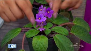 AFRICAN VIOLET PLANT CARE TIPS, STEP BY STEP/ SHIRLEY BOVSHOW