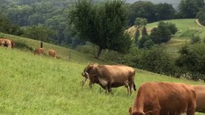 Теперь я знаю почему корова даёт так мало молока