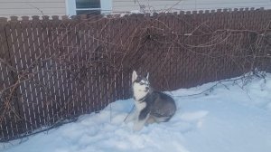 Хаски радуется снегу. Очень позитивное видео / Husky enjoys the snow.  Very positive video