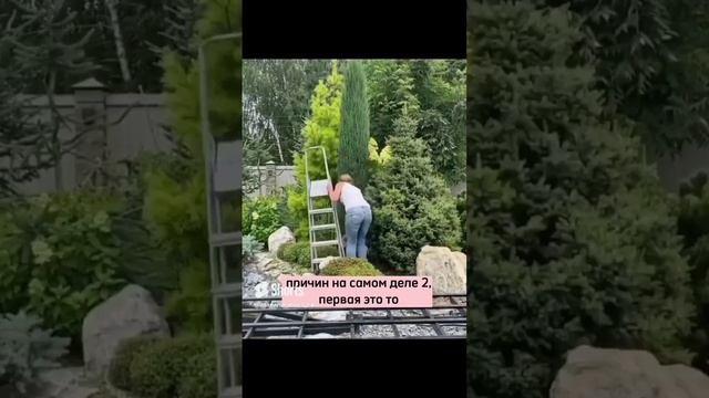 Формировка скального можжевельника узкой колонной #малоуходныйсад #сад #хвойные #можжевельник