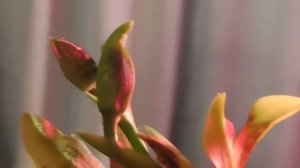 Тля на орхидеях....