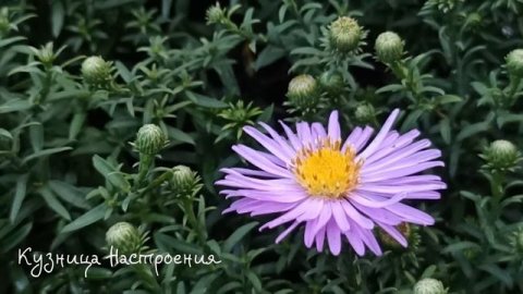 Три дела которые нужно сделать ДО ТРОИЦЫ 4 июня. Троица 2023 год Троицкая Суббота. Молитва на Троиц