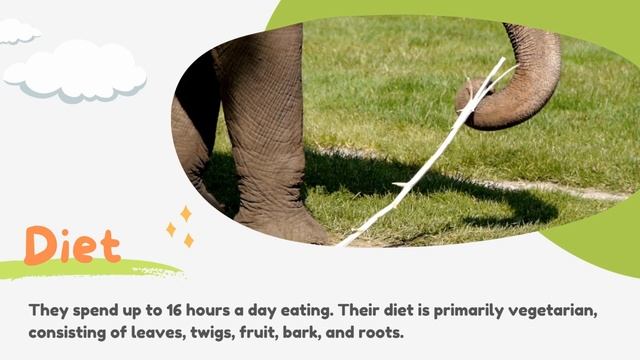 Fun facts for Children: Elephants can swim but can't jump! смотреть онлайн