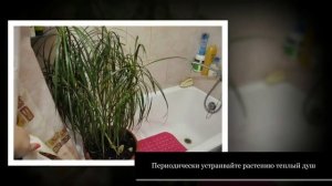 ДРАЦЕНА. Уход и разведение в домашних условиях