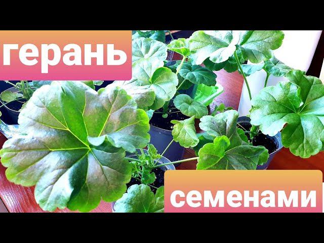 Пеларгония(герань) выращивание из семян. Легко и просто.Для лучшего цветения.