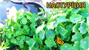 НАСТУРЦИЯ. Посадка и уход. Неприхотливые цветы для сада. Цветник без хлопот.