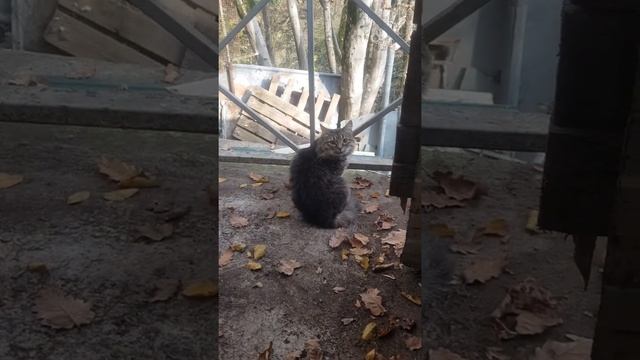 Кот Миша смотреть онлайн