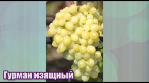 Гурман Изящный - ранний и очень урожайный виноград селекции В. Н. Крайнова