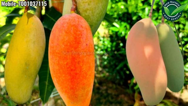 The real truth of Thai banana mango is that red green, yellow banana mango are the same or differen смотреть онлайн