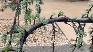 Cedrus Atlantica “Glauca Pendula” Weeping Blue Atlas Cedar