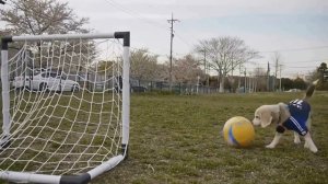 Тесты для детей  Что лишнее Развивающее видео