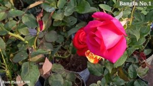 Nursary Flower Plants Seller At Talahat | Different Types Of Rose Plants At Wholesale & Retail Pric