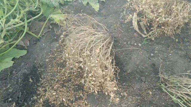 Собираю урожай нута на своем участке. смотреть онлайн