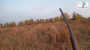 Охота на фазана с дратхаарами Умброй и Широй, Ростовская обл., октярбь 2020.