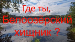 Где ты, Белоозёрский хищник? г. Белоозёрский. оз. Срамное. оз. Белое. 09.08.2024.