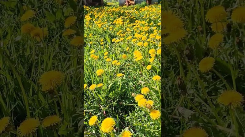 Одуванчик на нашей дачной поляне. Одуванчик лекарственный.