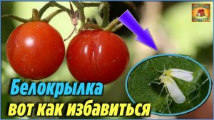 Забудьте о Белокрылке на своём участке! Методы борьбы от белокрылки на помидорах Дачные Хитрости