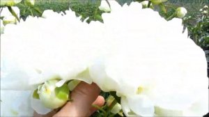 Амалия Олсон  белый пион