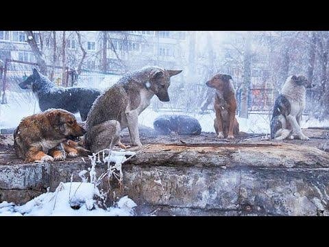 В Сургуте разыскивают собак, которые напали на ребёнка