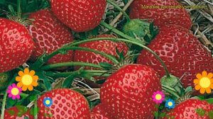 Земляника садовая Остара. Краткий обзор, описание характеристик fragaria ananassa Ostara