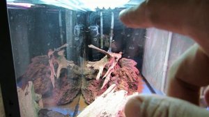 Акваскейп 300 литров. Строим хардскейп. Создаём в аквариуме композицию, ловим перспективу. Часть 1.