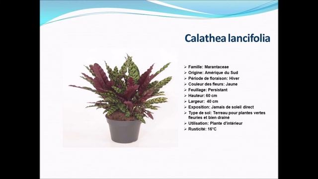 Fiche technique: Calathea lancifolia: Plante d'intérieur смотреть онлайн